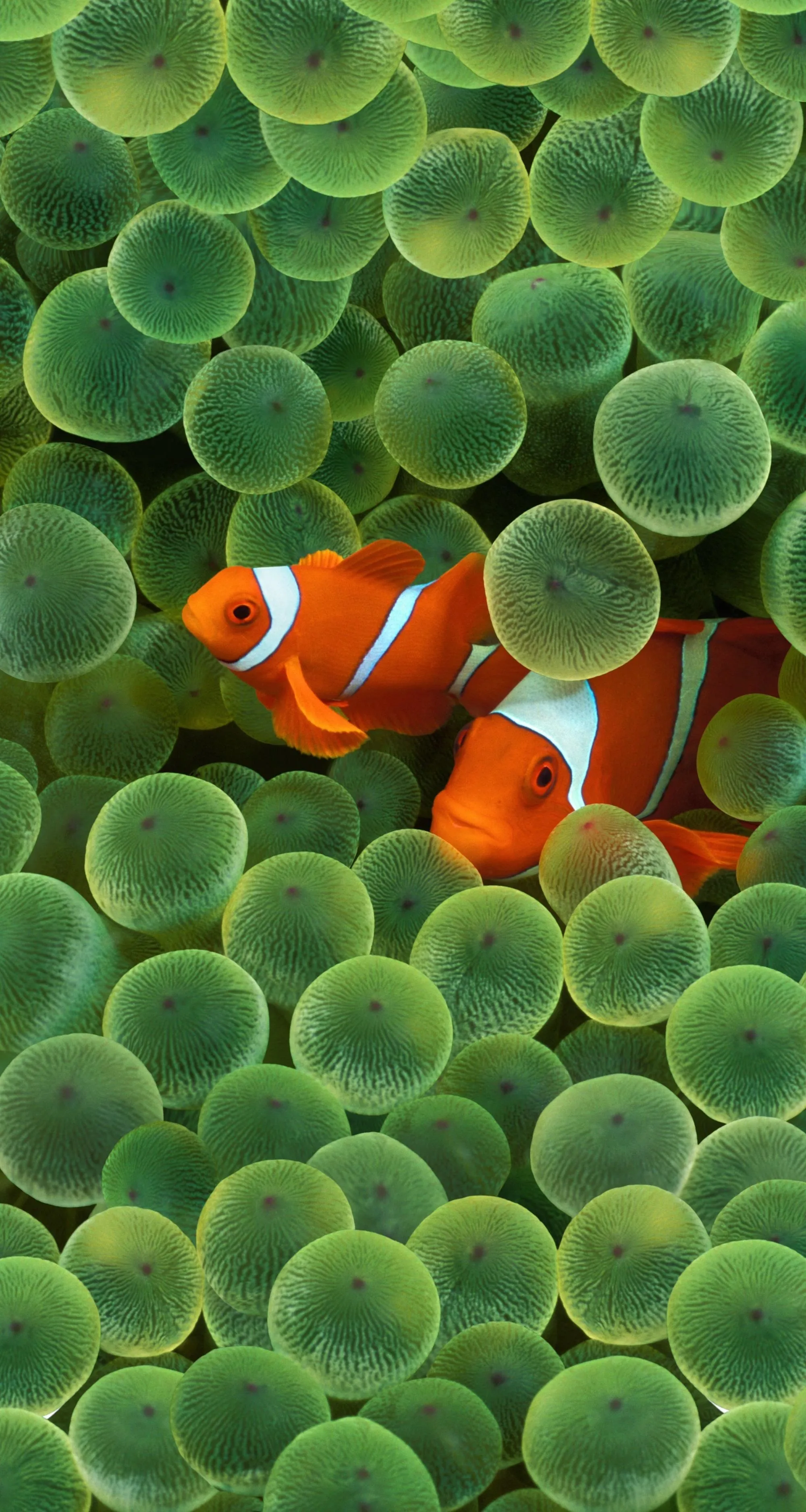 Clown Fish